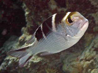 juvenile 2
